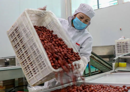 激活鄉村經濟新動能 農產品特色加工業助力農民就業增收