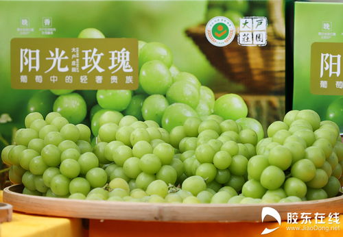 豐收節里看煙臺 特色農產品展與初加工新貌