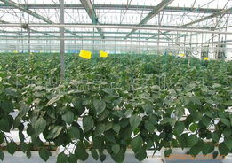 農(nóng)用鋼管溫室大棚 農(nóng)用蔬菜大棚,聚光大棚價(jià)格信息
